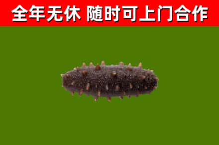 东昌府烟酒回收干海参.jpg